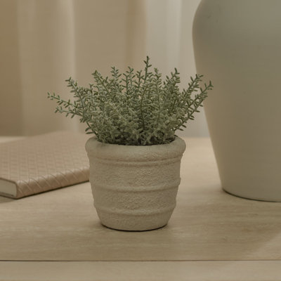 14cm Plant