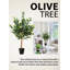 Arbre olive en pot