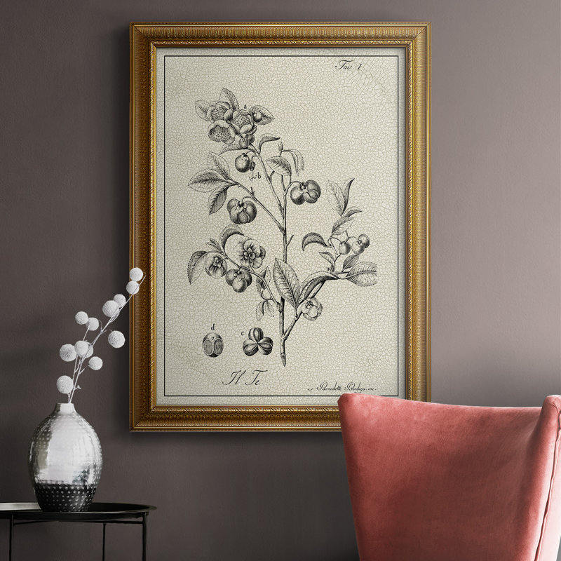 Toile encadrée de qualité supérieure antique noir et blanc botanique IV - prête à être accrochée