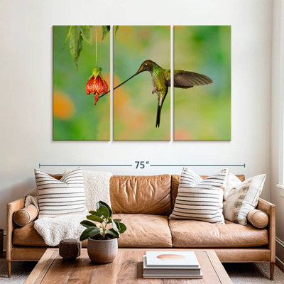 Colibri brun mangeant du nectar