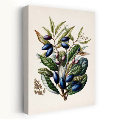 Beilschmiedia Taiaire Tawa Drawn By Sarah Featon Vintage Abstract Contemporary Wall Art
