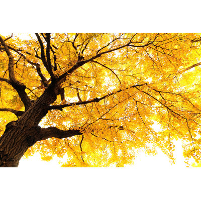Autumn Ginkgo - Wrapped Canvas Print