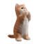 Chat tigré orange priant-116323235