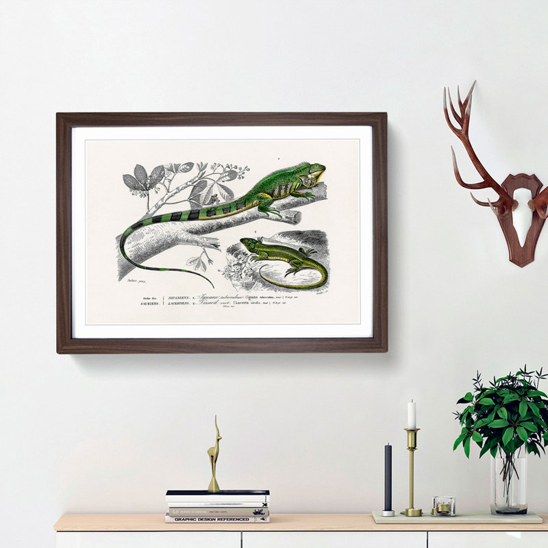 Green Iguana and Lizard by Charles D'Orbigny - Picture Frame Painting Print, Walnut Framed, 36cm H x 48cm W x 2cm D