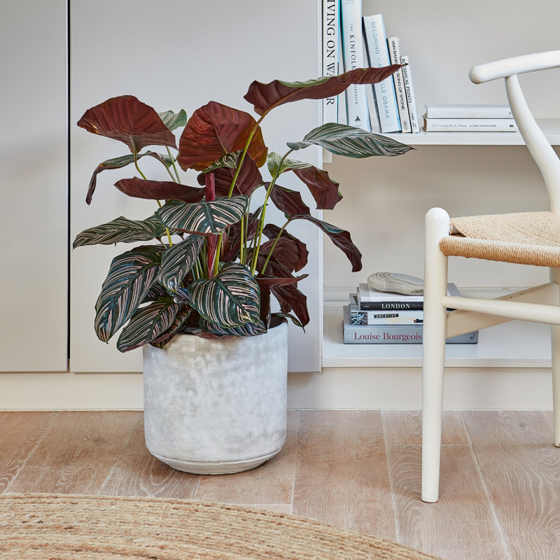 Tivoli Planter Earth H25Cm D26Cm, Cement