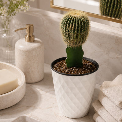 Live Grafted Moon Cactus in Ribbed Décor Pot