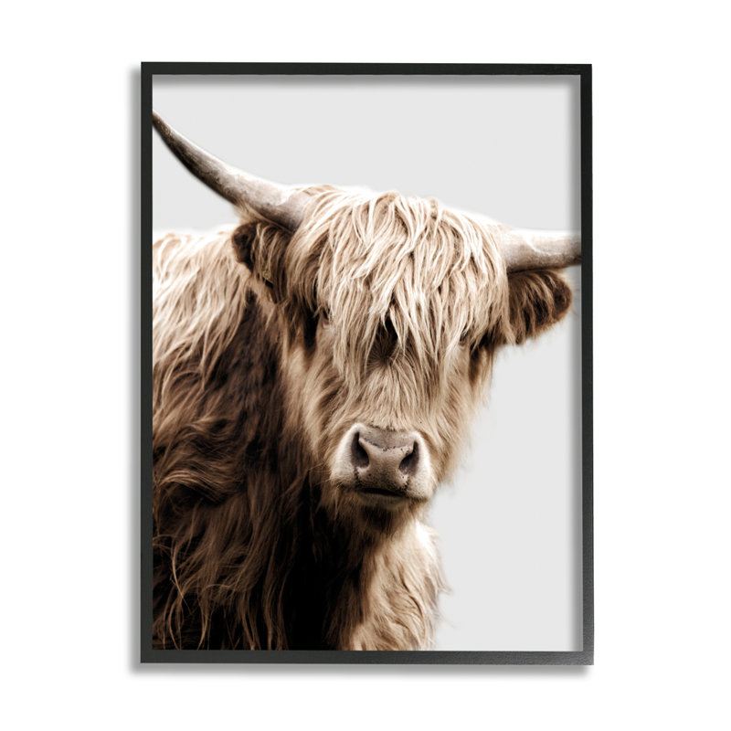 Ba-297 - Portrait de bovin laineux encadré sur bois par Danita Delimont, Giclée encadrée noir minuit