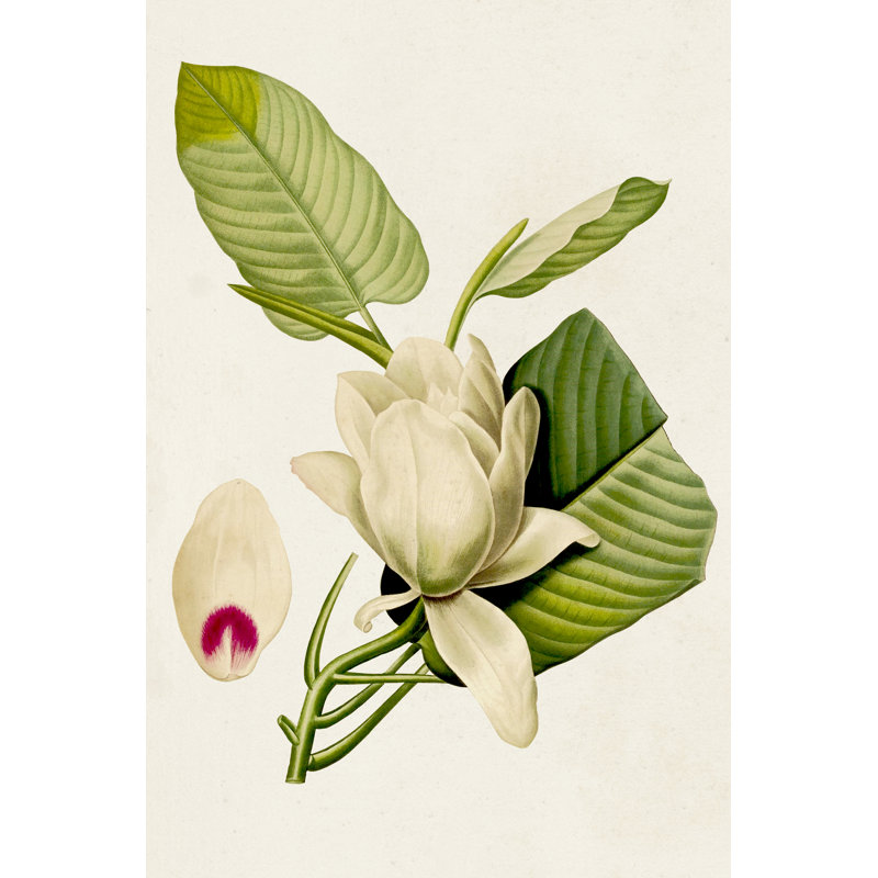 Magnolia Flowers II -  Painting, 91 cm H x 61 cm W, Wrapped Canvas