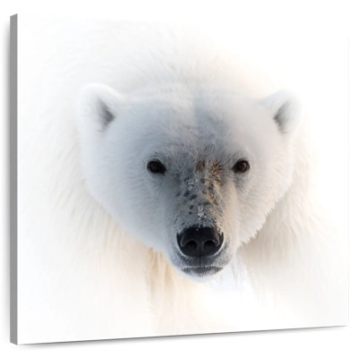 Crowle Polar Bear Portrait