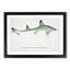 Illustration of a Smooth-hound Shark by F.E. Clarke - Picture Frame Painting Print-55579722-55579727