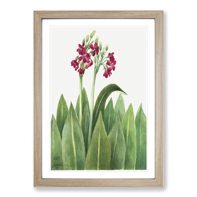Primrose by Mary Vaux Walcott - Picture Frame Painting