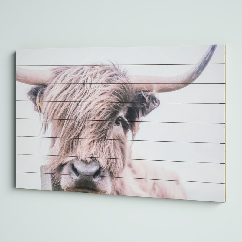 Highland Cow Photographic Print on Fir Wood Wall Art