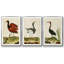 Heron Portrait IV, ensemble de 3 toiles encadrées-97792419-97792417