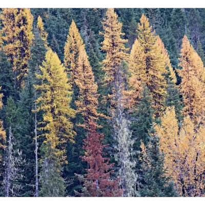 Autumn Tamarack Forest Print by Bruce Heinemann