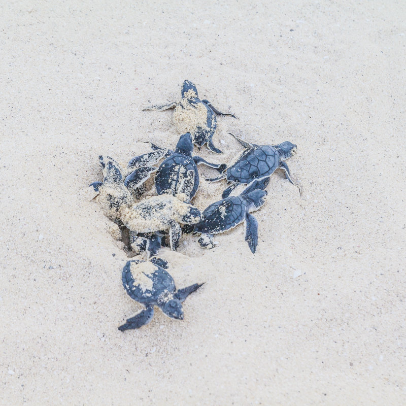 Newly Hatched Sea Turtles by Italiansight - No Frame Print on Canvas, 91cm H x 91cm W