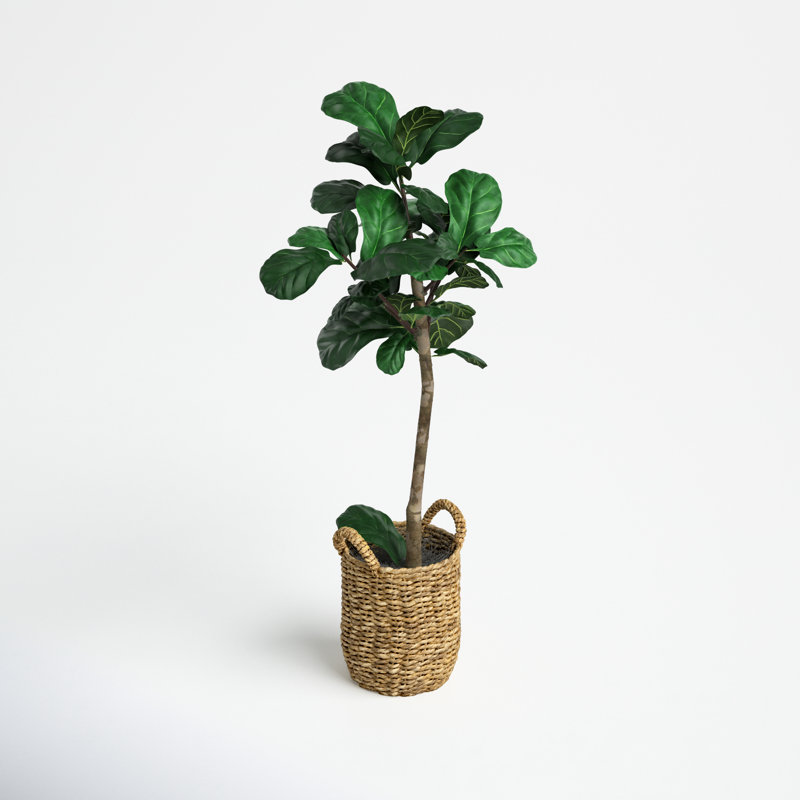 Joss & Main Fiddle Leaf Fig Tree - Thumbnail 3