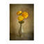 Bouton d'or jaune sur toile-1174438881