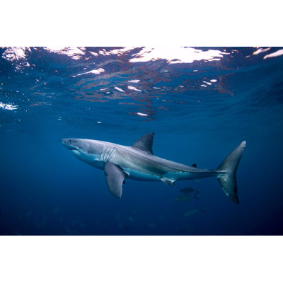 Great White Shark - Wrapped Canvas Print