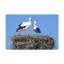 No Frame Print on Canvas-100087313
