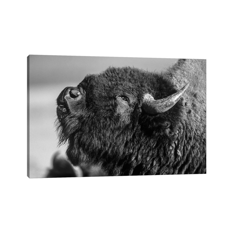 American Bison Bull Displaying, North America 1 Piece Wrapped Canvas Wall Art, 66.04 cm H x 45.72 cm W x 3.175 cm D