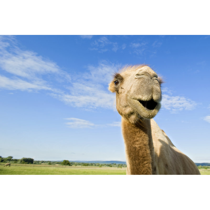 Camel In Grassy Field - Wrapped Canvas Print, 20cm H x 30cm W x 3.8cm D