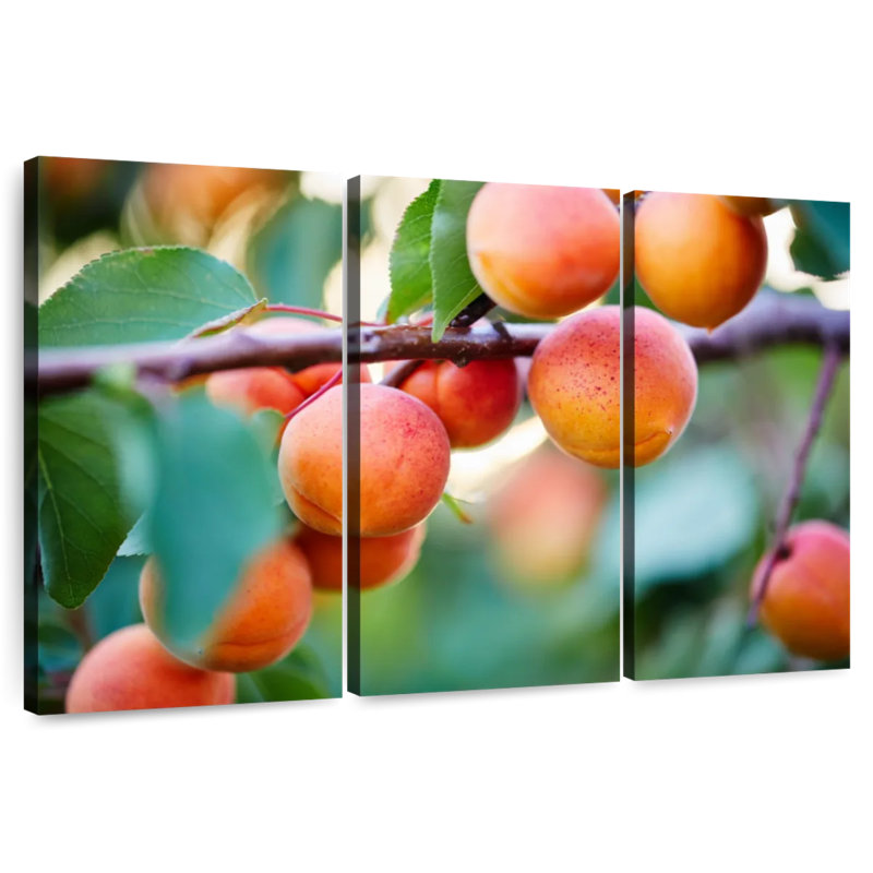 Yarlin abricots pour la récolte, H 32 po x l 50 po