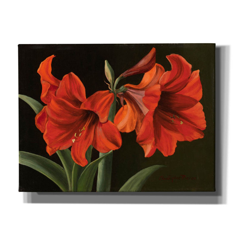 Toile rouge «Amaryllis» par Christopher Pierce, Red Barrel Studio®, H 12 po x l 16 po x P 0,75 po