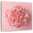 Harnek Pink Carnation