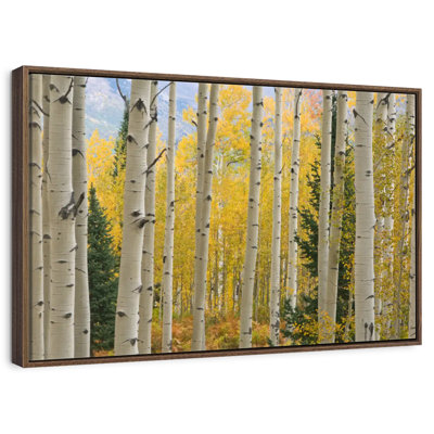Elk Mountain Aspen Trees