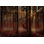 Papier peint paysage - Forêt mystique