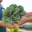Plante de feuillage artificiel pour choux-118101373