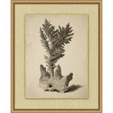 Sepia Sealife 1 Print