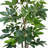 Schefflera Tree in Fiberstone Pot