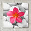 «Zen Flower» par Photoinc Studio, art mural en verre acrylique épique, 12 po x 12 po-1612088290