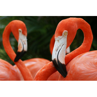 American Flamingos by Chuvipro