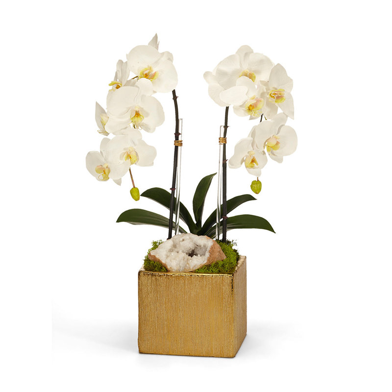 Orchid in Planter, White