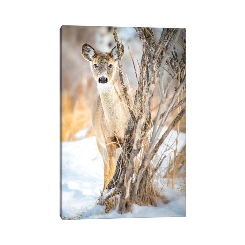 Hiding But Curious Baby Deer by Nik Rave - Wrapped Canvas Print, 20.32 cm H x 30.48 cm W