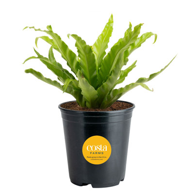 Bird''s Nest Fern in Nursery Pot