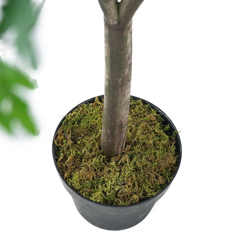 Polyscias Fruticosa Tree, 60'' H X 35.4'' W X 35.4'' D