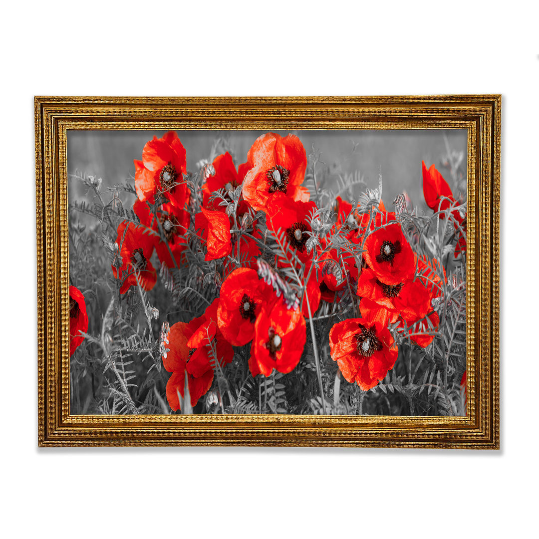 Roter Mohn Nahaufnahme - Druck