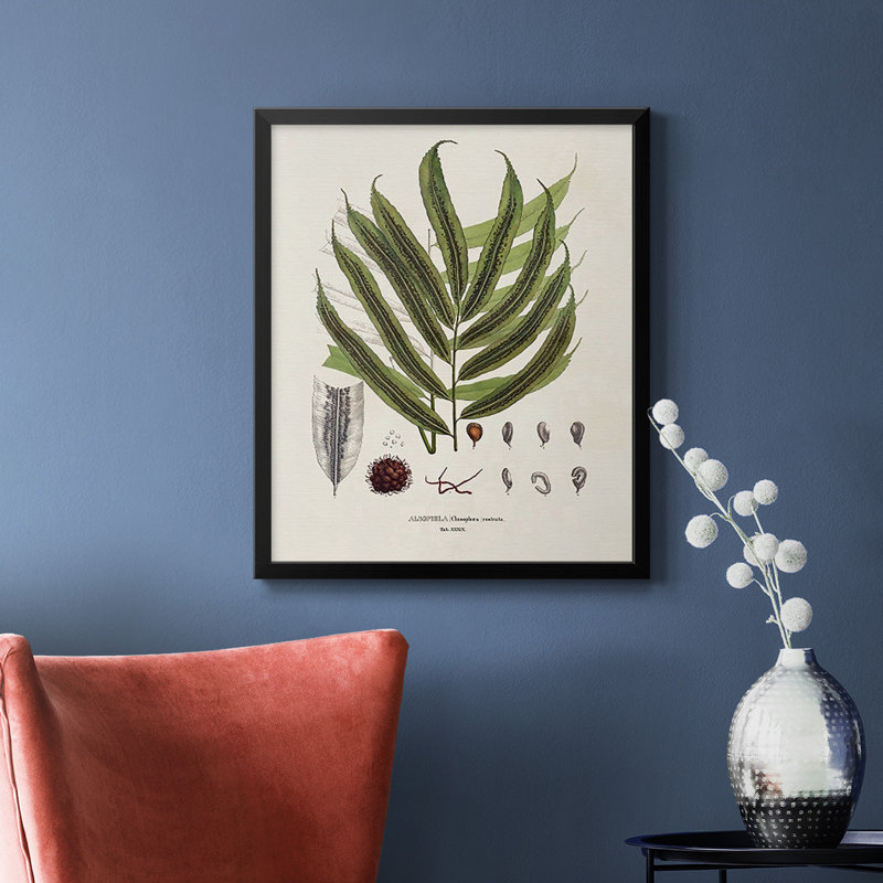 Toile encadrée de qualité supérieure Botanical Society Ferns II - prête à être accrochée, Noir, H 24 po x l 20 po