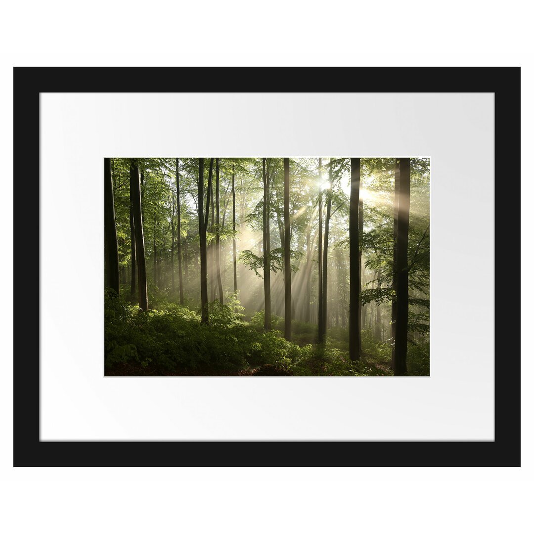 Gerahmtes Poster Sonnenstrahlen im Wald