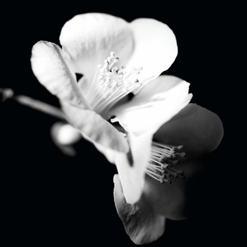 Quince Blossoms I by Renée W. Stramel - Wrapped Canvas Print, 30cm H x 30cm W x 3.8cm D