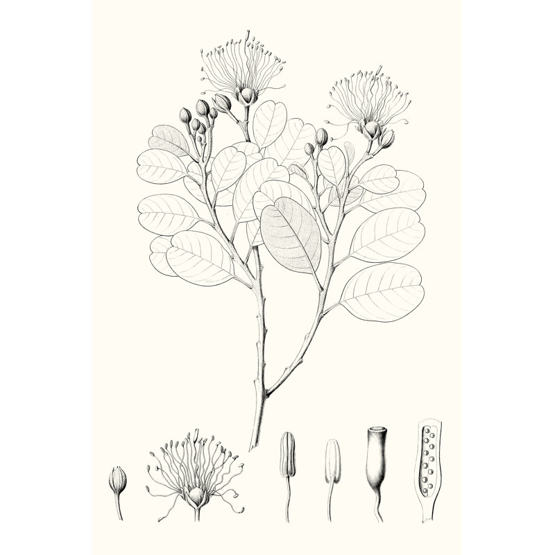 Illustrative Leaves I by Vision Studio - Wrapped Canvas Print, 122cm H x 81cm W