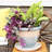 Round Imperial Ceramic Outdoor Flower Pot Saucer-875224775-875224772