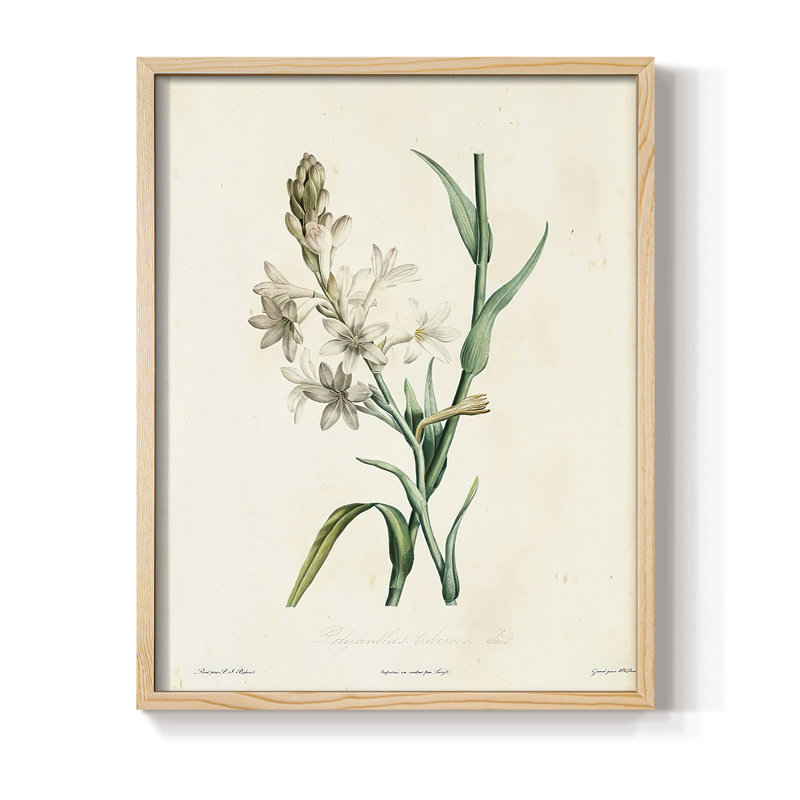 «Traditional Botanical IV», reproduction encadrée - bois massif, H 11 po x l 9 po