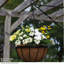 Hanging Planter