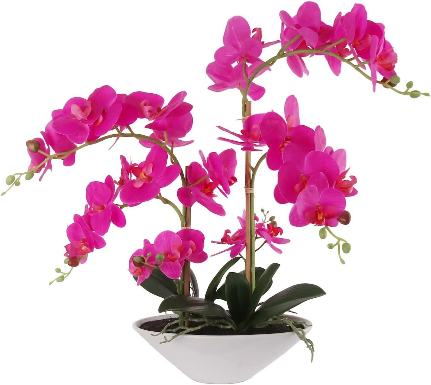 Primrue Fuchsia Phalaenopsis Orchid 20" With 6 Buds In Vase - Lifelike ...