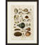 Crackled Clam Shell II Painting