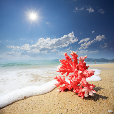 Rouge corail - photographie sur toile tendue